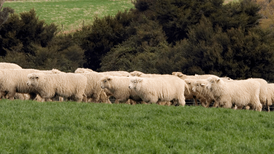 Managing worm burden at tupping