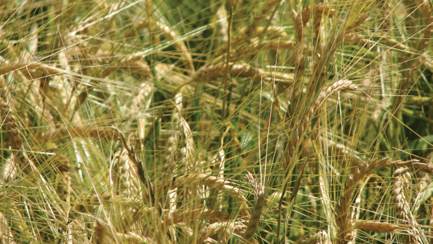 Successful autumn sown cereals