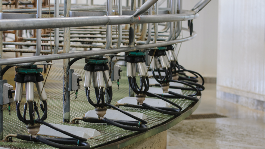 Watch out for thermoduric bacteria risk in dairy sheds