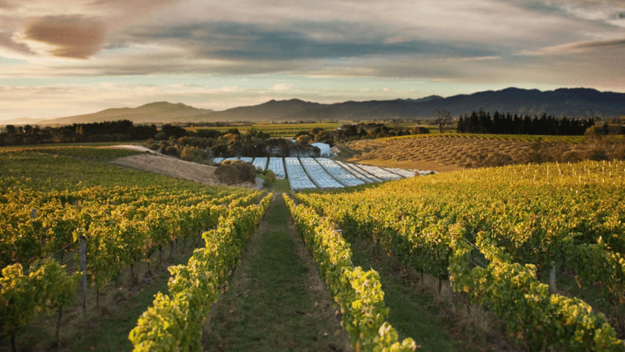 Winemakers embrace sustainability