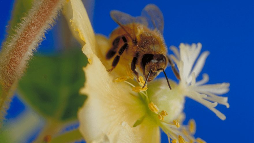 Operation Pollinator and enhancing plant diversity