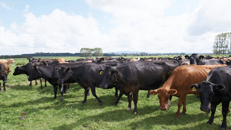 Treating downer cows