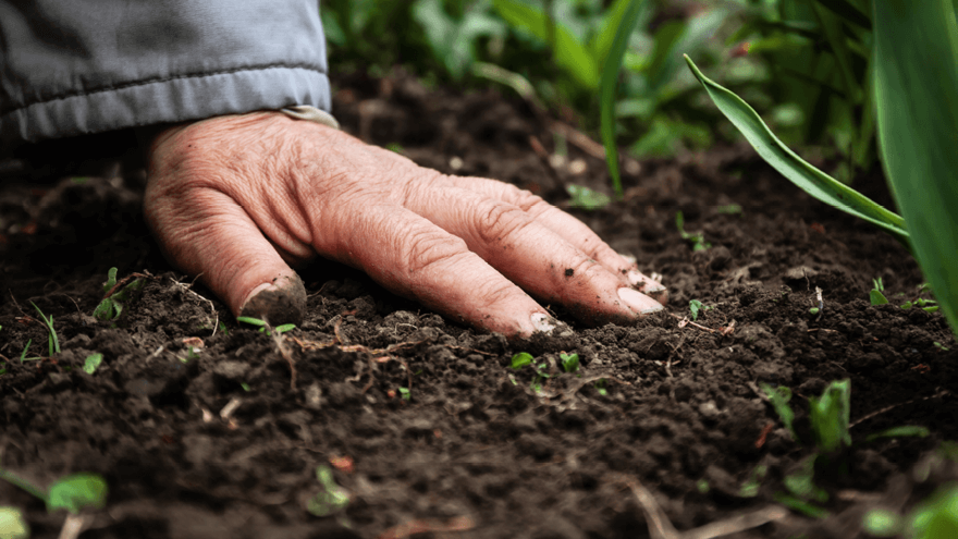 Tim’s tips for a bountiful vege and berry patch – part two