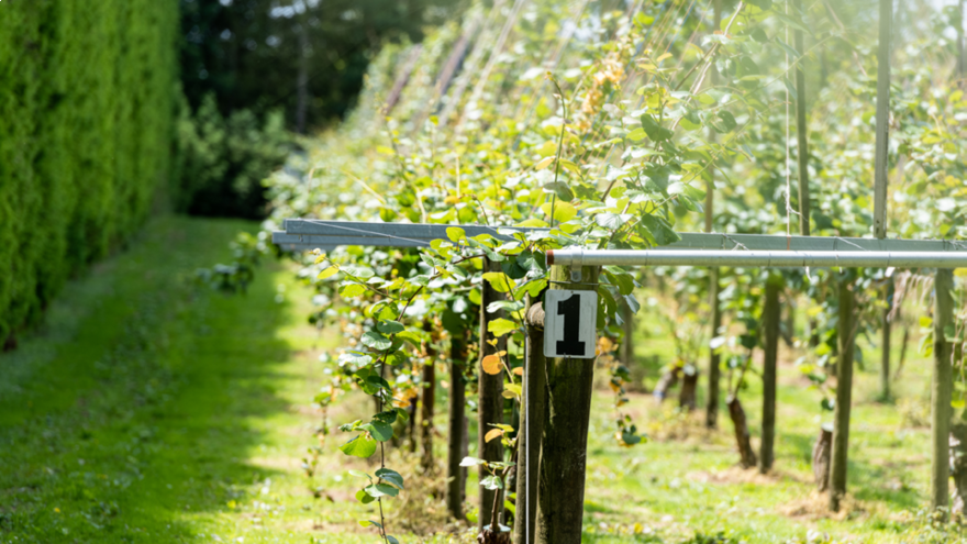 Priming kiwifruit for optimal flowering 