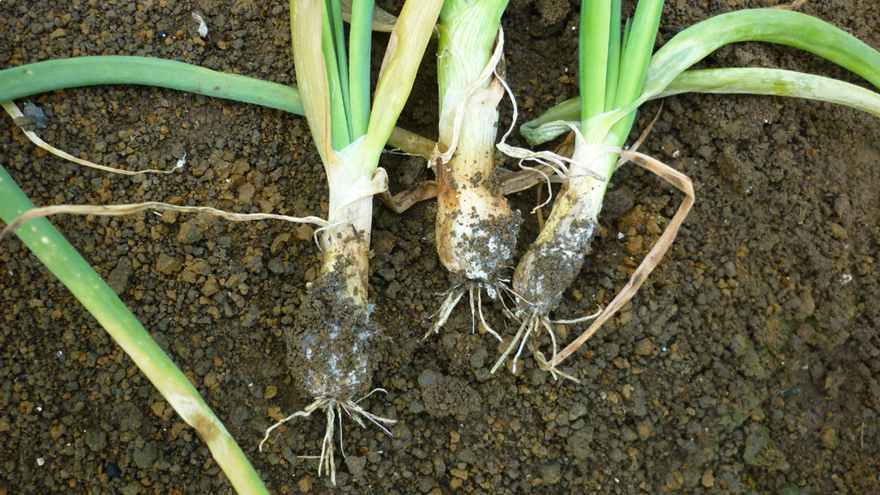 White rot control strategies