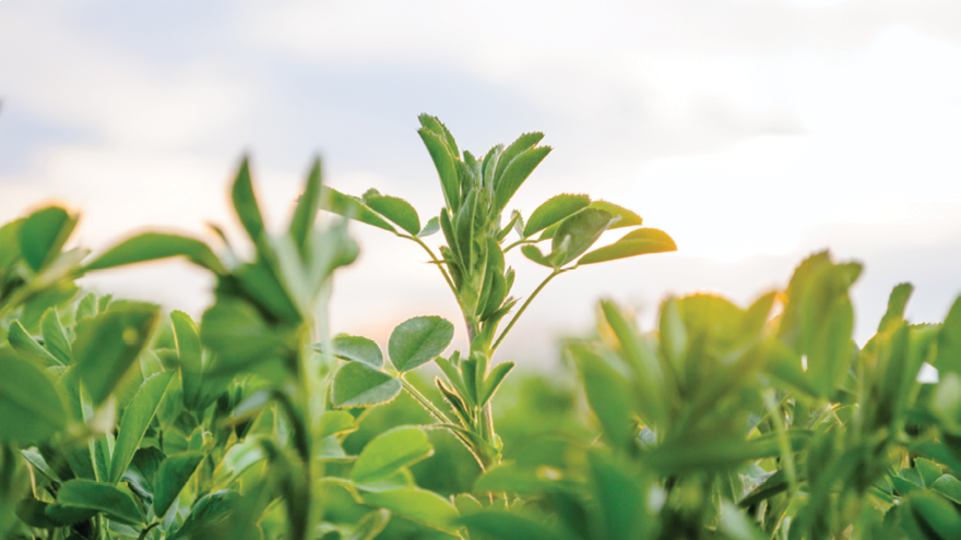 Lucerne weed control in winter