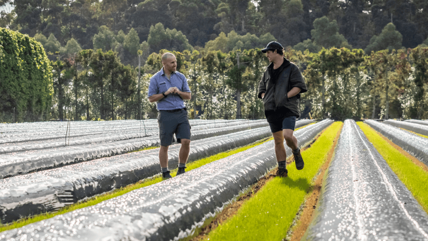 Grass inter-row suits bountiful berries