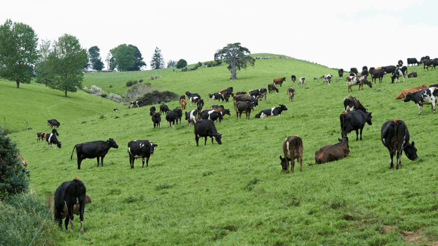 The importance of macrominerals for the milking cow