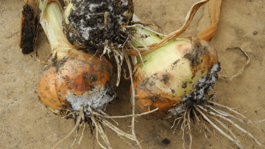 Timing critical for white rot control
