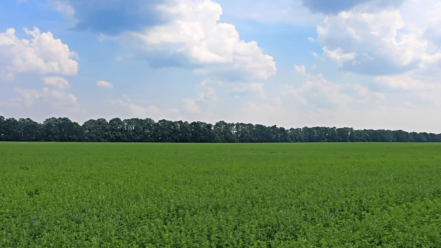 Managing weed pressure in lucerne this winter