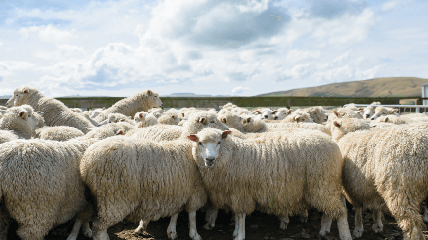 More than one cause possible for autumn ill-thrift