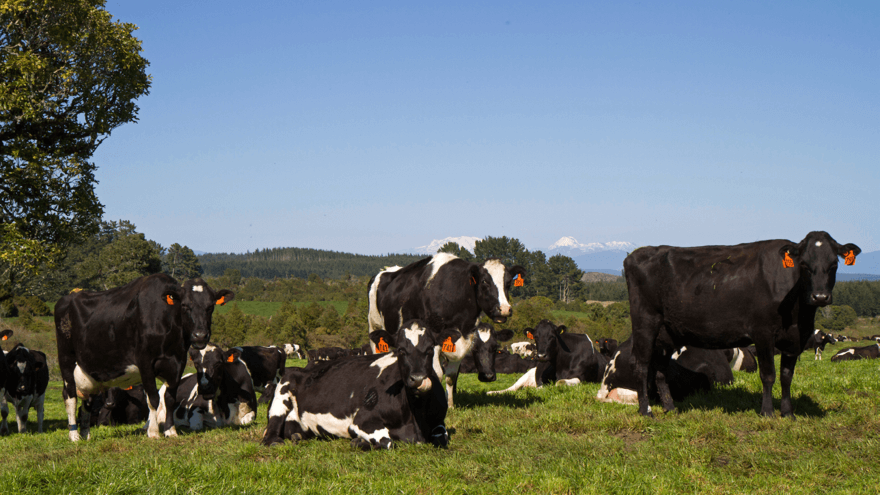 Extending lactation for increased profitability