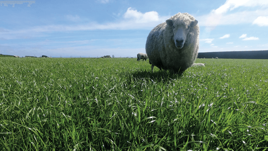 New ryegrass genetics improves production