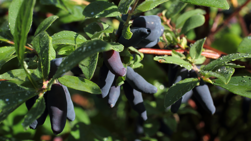 Family venture to grow haskap berries in South Canterbury