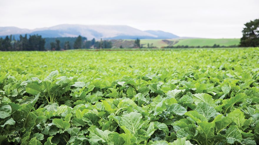 Efficient use of nitrogen side dressings on forage crops