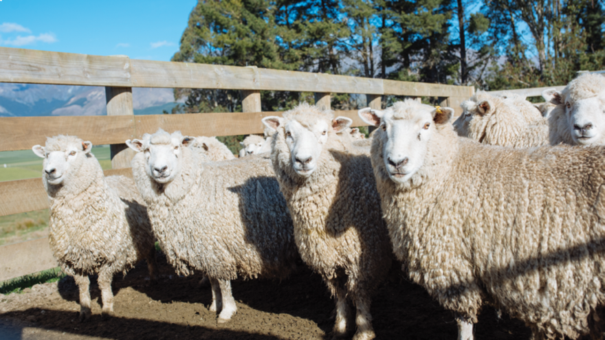 Planning your summer lamb drenching programme