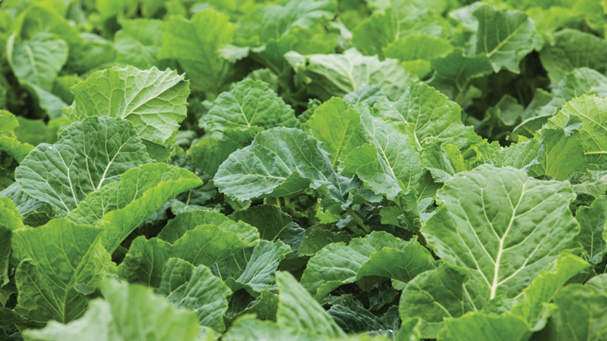 Brassica establishment and weed control