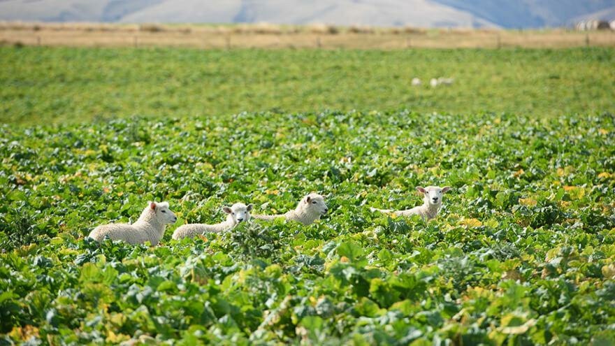 Optimising lamb performance over summer 