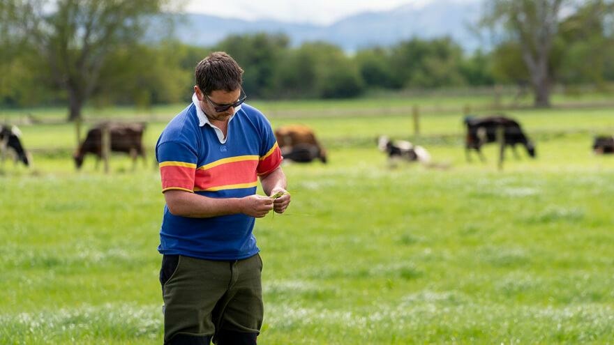 Targeting dock in pastures sees results