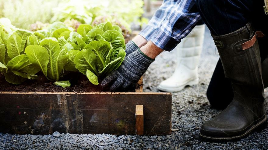 Tim's guide to maximising your vege and berry harvest 