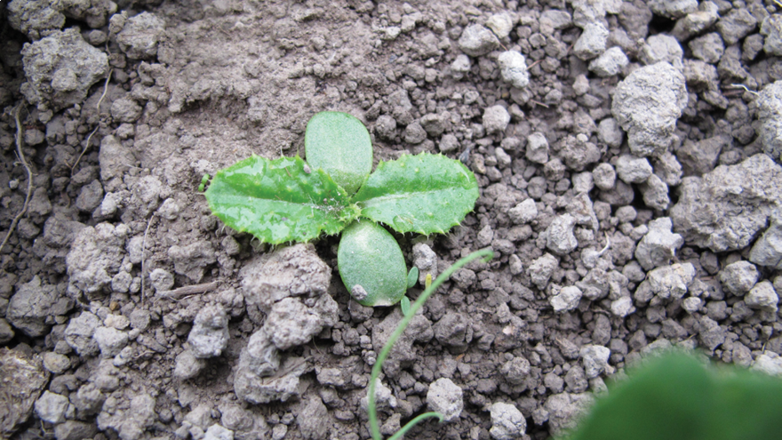 Brassica pre-emergence weed control