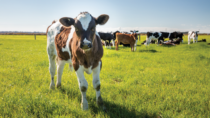 Drenching calves: What to consider?