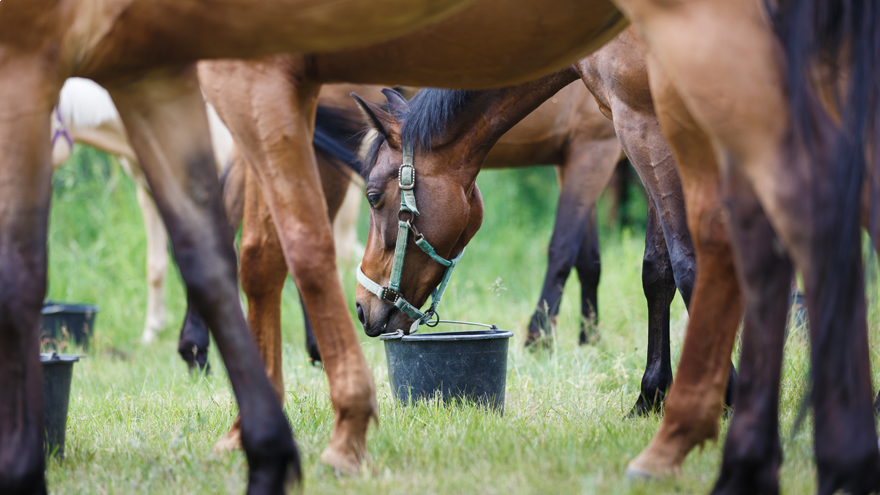 Equine mycotoxins