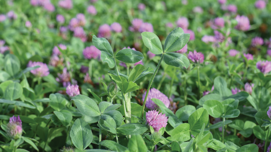 Boosting animal performance with red clover