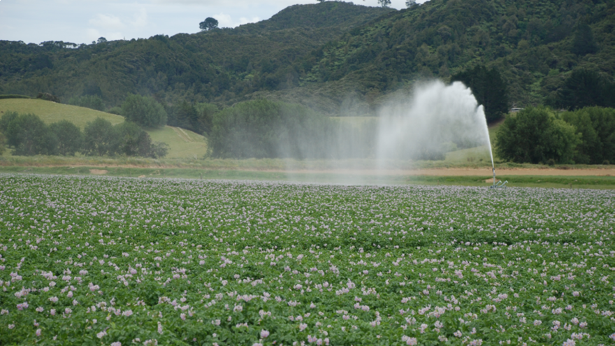 Late blight control options in potatoes