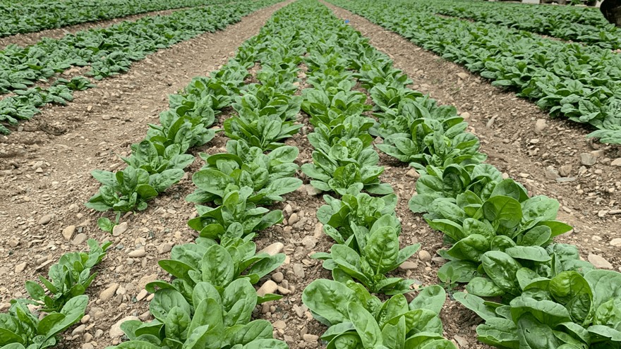 Spinach variety testing