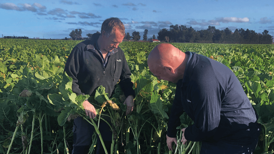 Kale cultivar delivers high yield, quality and utilisation