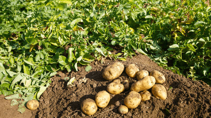 Vegetable pests surge in spring