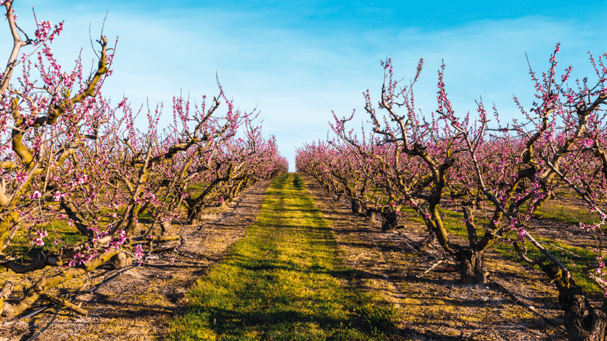 Key infection periods for brown rot