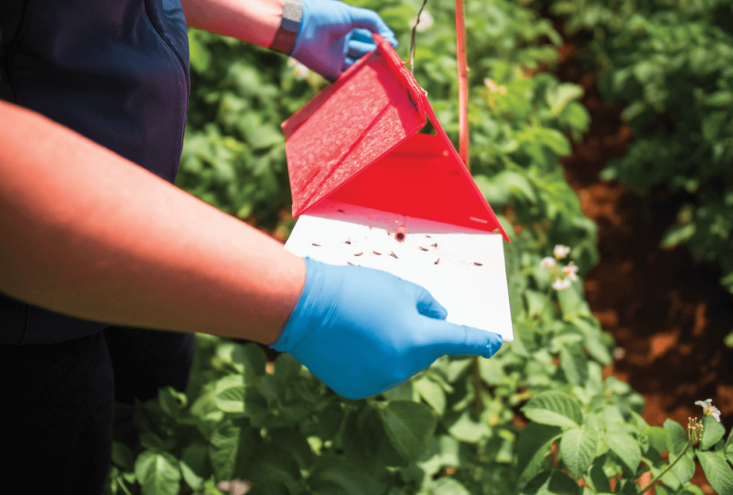 Potato tuber moth survey underway