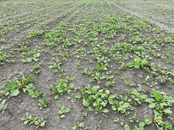 Stop the build-up of weed beet on your farm