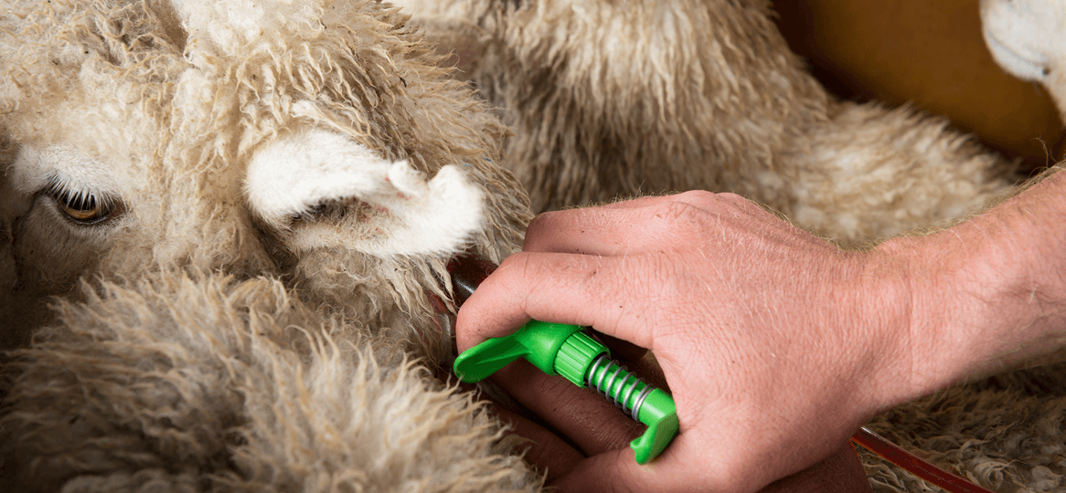 Sheep Injection