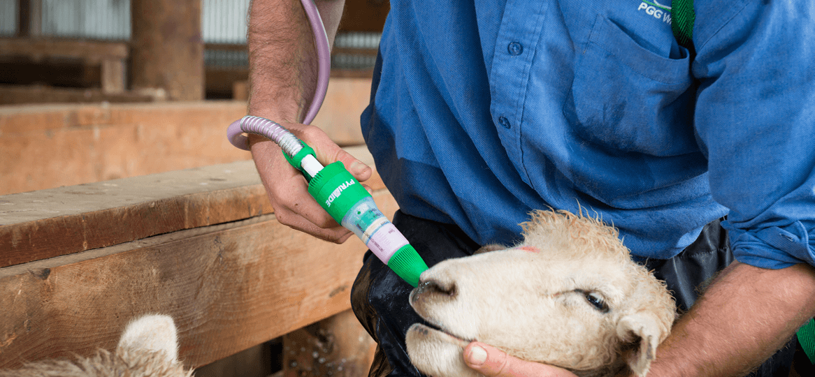 Sheep Oral Drench